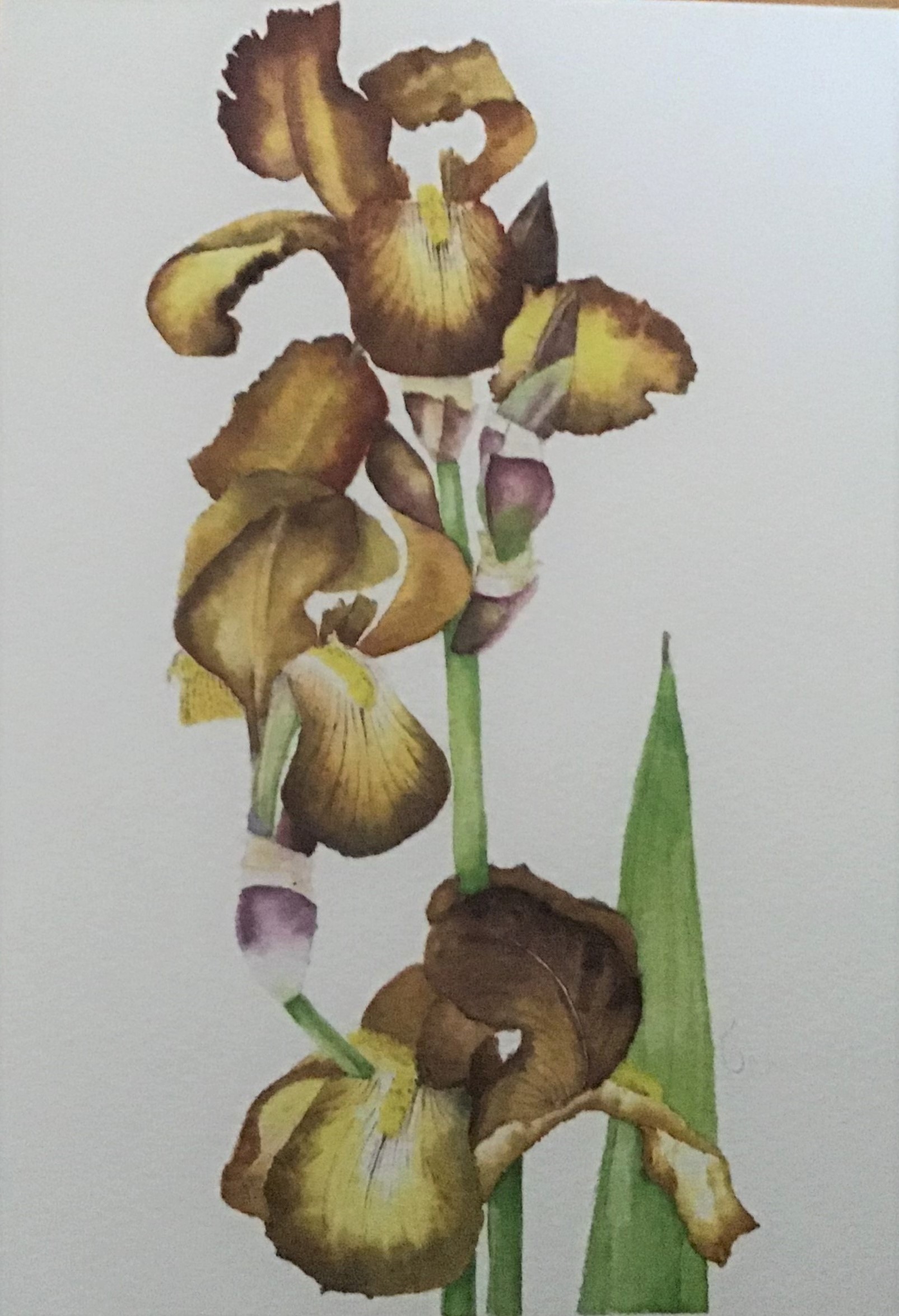 Flag Irises by Barbara Stuchfield