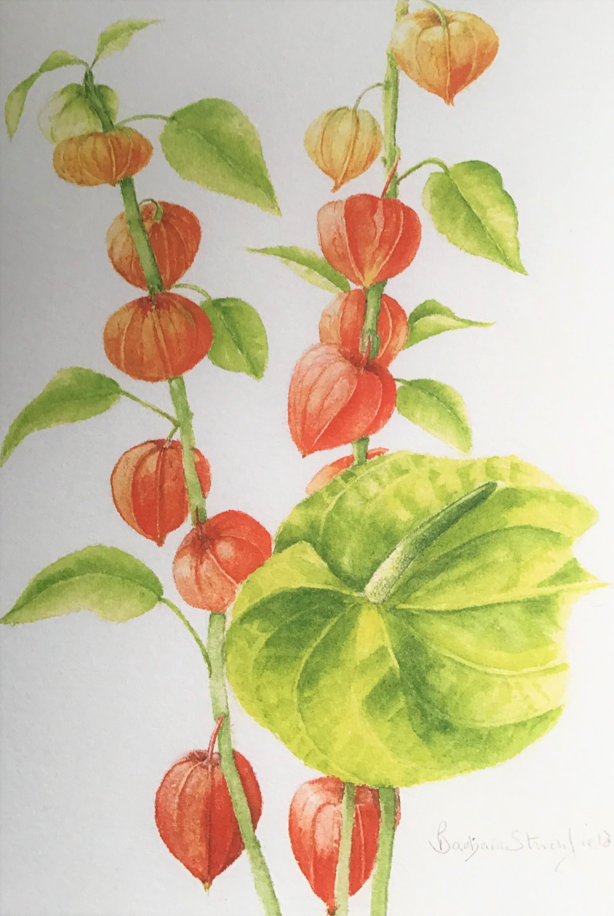 Chinese lanterns by Barbara Stuchfield