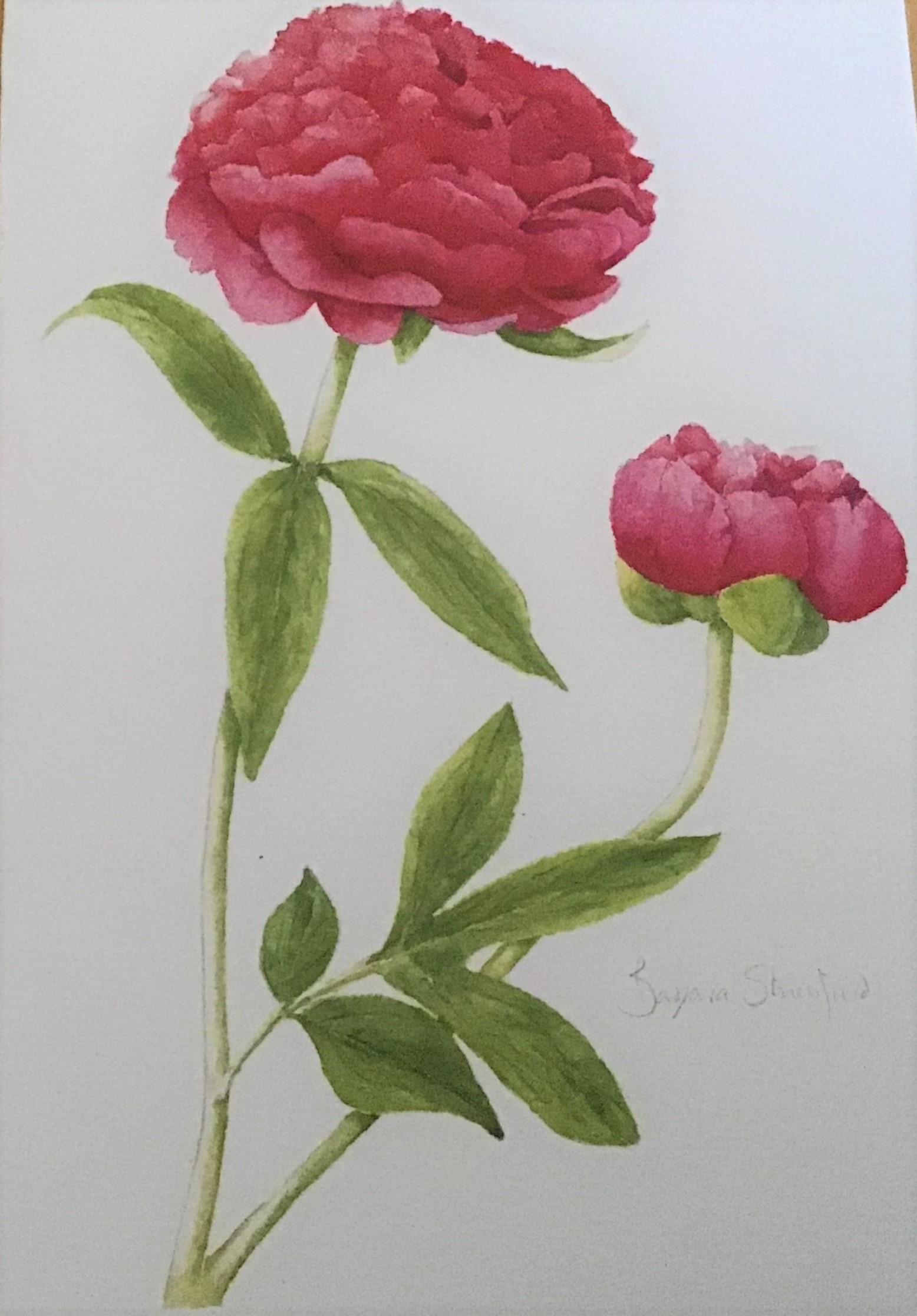 Peonies by Barbara Stuchfield